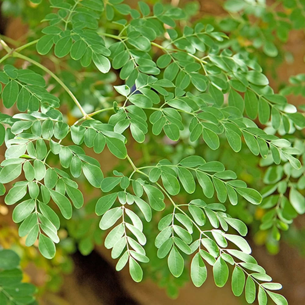 Moringa Powder