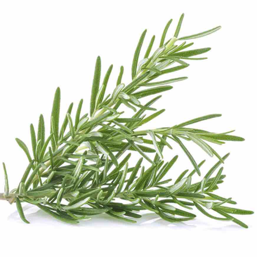 Rosemary Dried Herb